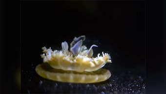 The Cassiopea jellyfish shows us that organisms learned to sleep before evolving a brain
