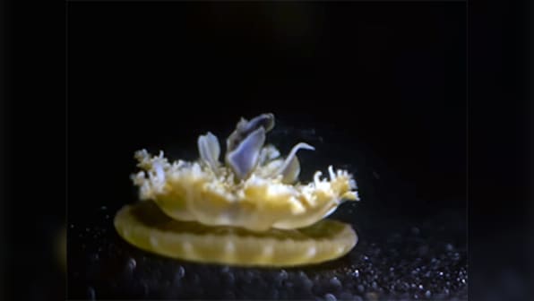 The Cassiopea jellyfish shows us that organisms learned to sleep before evolving a brain