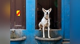 Pet peeve: We'll support indie artists, bands, movies — then why not indie dogs?