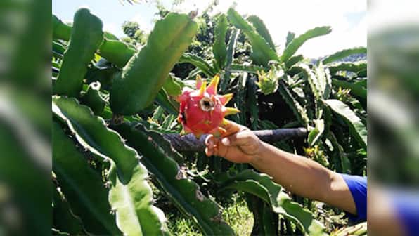 Erratic rainfall patterns is forcing farmers in Mizoram to move away from traditional farming