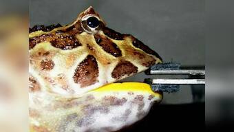 Researchers identify Beelzebufo, an ancient species of giant frog that could eat small dinosaurs