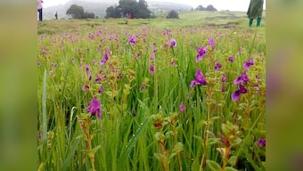 Kaas Plateau: In the Valley of Flowers, finding few blooms — but plenty of fresh air