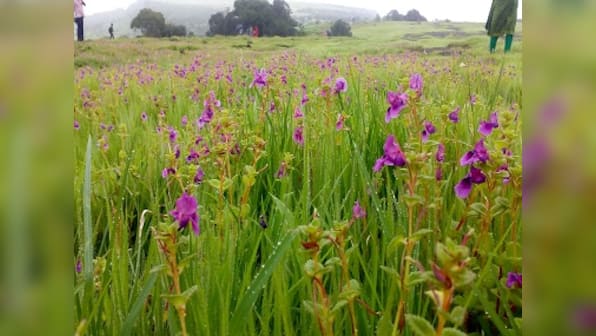Kaas Plateau: In the Valley of Flowers, finding few blooms — but plenty of fresh air