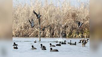 Kashmir's agricultural fields and wetlands are falling prey to large-scale urbanisation