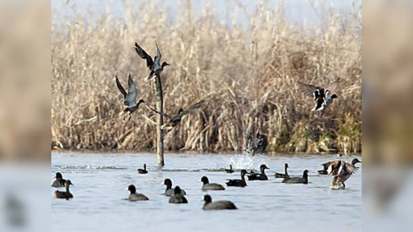 Kashmir's agricultural fields and wetlands are falling prey to large-scale urbanisation