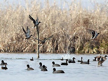 Kashmir's agricultural fields and wetlands are falling prey to large-scale urbanisation Kashmir's agricultural fields and wetlands are falling prey to large-scale urbanisation