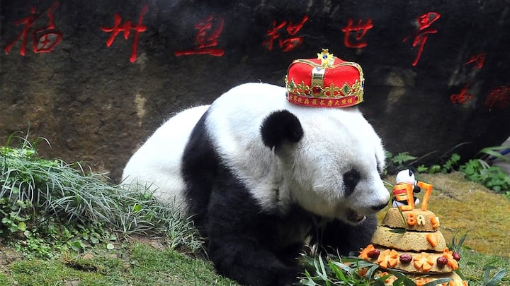 World's oldest panda dies aged 37 in China