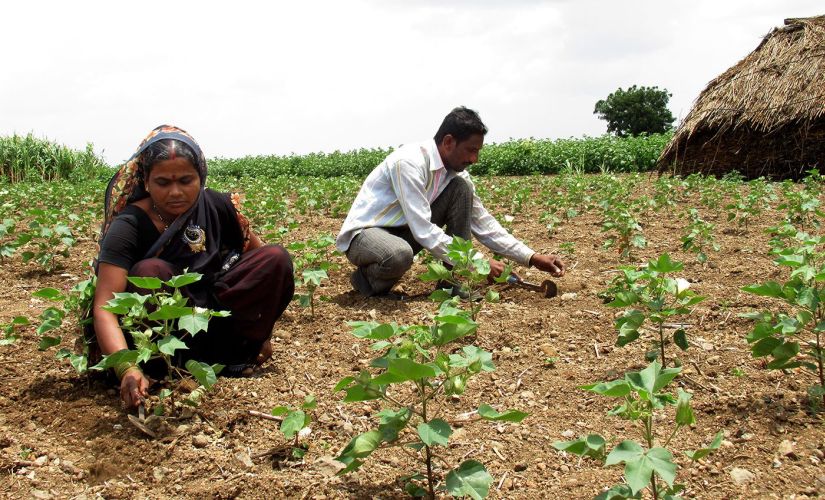 Bappasaheb and Radha Irkal from Parundi village must first raise collect Rs 7.5 lakh to get the benefit of the Rs 1.5 lakh waiver. Image procured by Parth MN