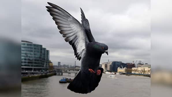 Pigeons are better at multitasking than humans, despite their bird brains: Study