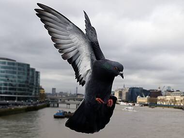 Pigeons are better at multitasking than humans, despite their bird brains: Study