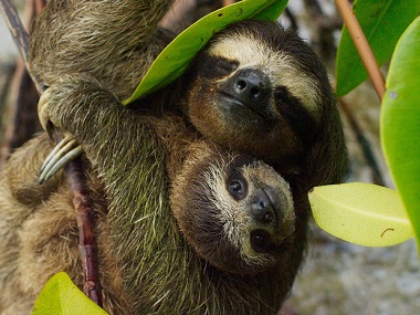 Planet Earth II review: BBC's wildlife documentary series deftly juggles scale and substance Planet Earth II review: BBC's wildlife documentary series deftly juggles scale and substance