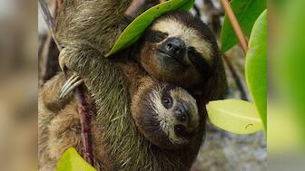 Planet Earth II review: BBC's wildlife documentary series deftly juggles scale and substance