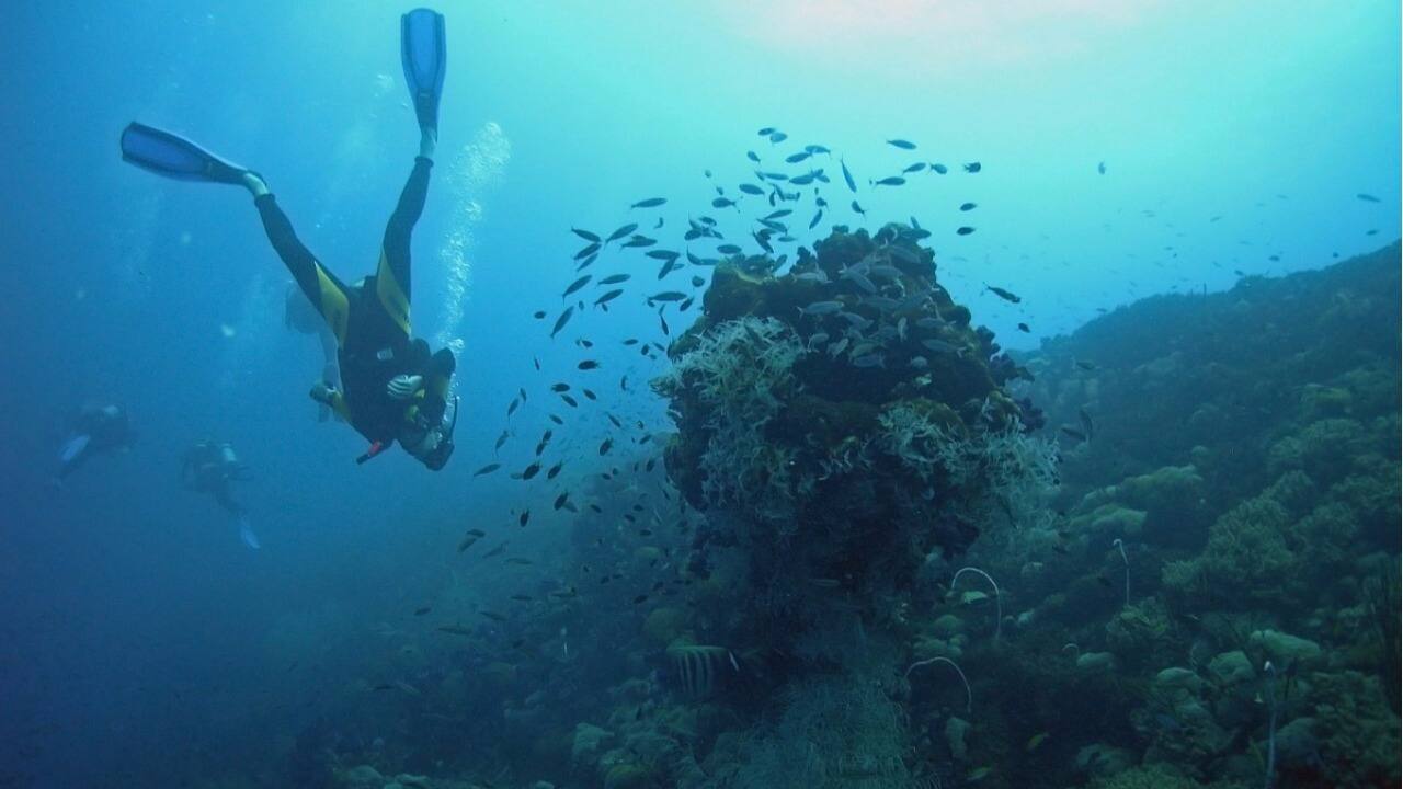 The destruction of reefs is bad news for humanity How we can work to reverse the damageLiving The destruction of reefs is bad news for humanity How we can work to reverse the damageLiving