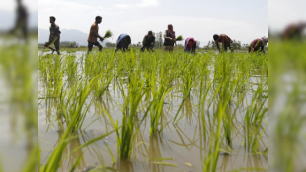 India earns Rs 18,000 cr per year from export of basmati rice, says agriculture minister Radha Mohan Singh