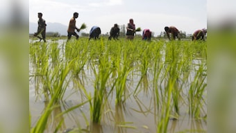 Govt pegs 2.77% fall in kharif foodgrain output at 134.67 mt