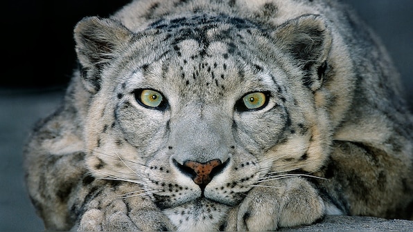 Snow Leopard is no longer an endangered species