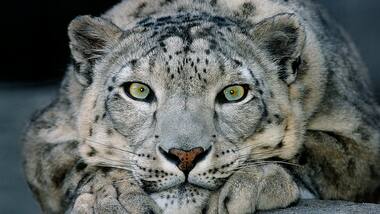 Snow Leopard is no longer an endangered species