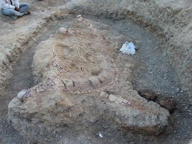 Indian scientists identify prehistoric marine reptile fossil in Gujrat's Kutch desert Indian scientists identify prehistoric marine reptile fossil in Gujrat's Kutch desert