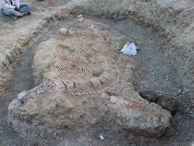 Indian scientists identify prehistoric marine reptile fossil in Gujrat's Kutch desert