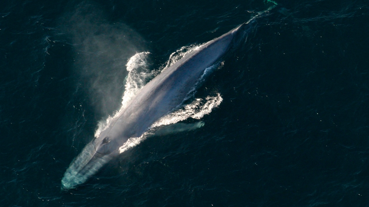 A blue whale surfaces to breathe in an undated picture from the U.S. National Oceanic and Atmospheric Administration (NOAA).    NOAA/Handout via Reuters  THIS IMAGE HAS BEEN SUPPLIED BY A THIRD PARTY. IT IS DISTRIBUTED, EXACTLY AS RECEIVED BY REUTERS, AS A SERVICE TO CLIENTS. FOR EDITORIAL USE ONLY. NOT FOR SALE FOR MARKETING OR ADVERTISING CAMPAIGNS - TM3EC6S15HH01