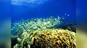 Animals and plants aren't the only categorisation for living beings; there are several which defy classification