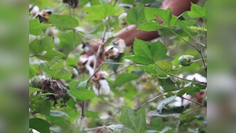 Yavatmal cotton farmer deaths Part 1: Blame games galore as toxic pesticides continue to claim lives