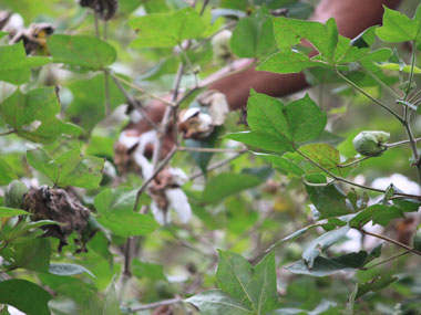 Yavatmal cotton farmer deaths Part 1: Blame games galore as toxic pesticides continue to claim lives Yavatmal cotton farmer deaths Part 1: Blame games galore as toxic pesticides continue to claim lives