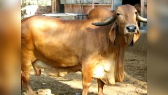 Centre drops 'slaughter' references from new version of Prevention of Cruelty to Animals Rules: Move further dilutes original notification