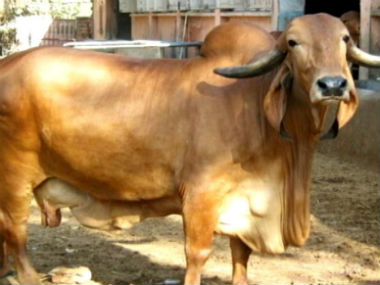 Centre planning to amend cattle trade ban; environment secretary CK Mishra says matter is before law ministry Centre planning to amend cattle trade ban; environment secretary CK Mishra says matter is before law ministry