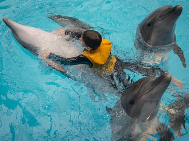 Whales and dolphins have complex relationships, human-like cultures: Study