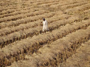 Maharashtra cotton farmers likely to face Rs 10,000 crore loss due to pest attack, inadequate rains