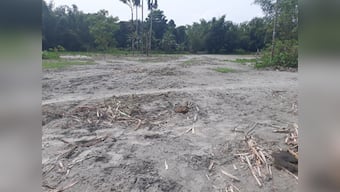 Assam floods aftermath Part 3: Farmers find no respite in receding waters as layers of sand bury farmland
