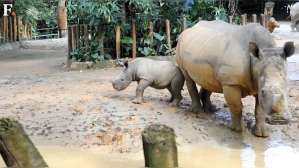 Watch: Baby rhino gallops into public view at Singapore Zoo