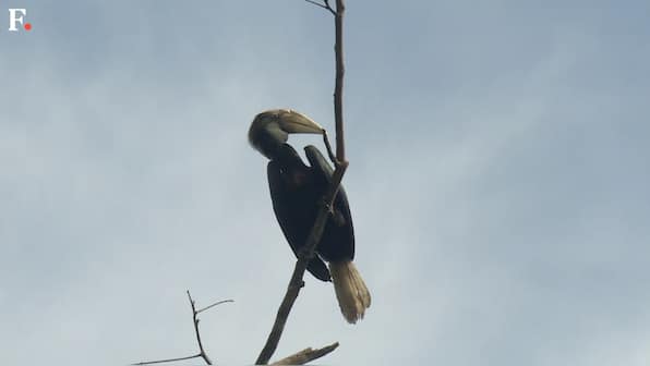 Saving Indonesia’s birds-of-paradise one village at a time