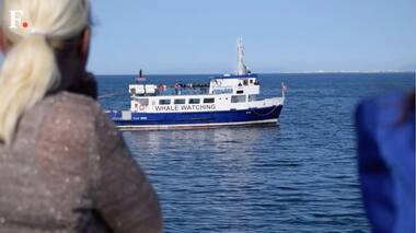 Far from harpoons, whales star in Iceland ecotourism boom