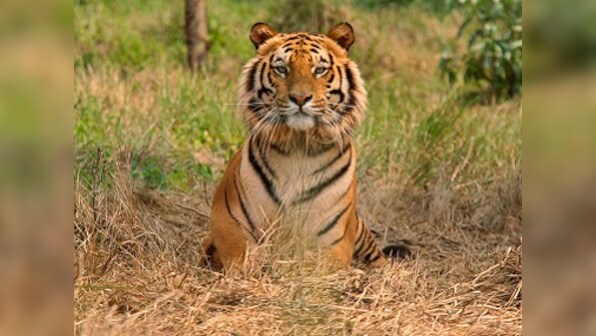 Death of Royal Bengal tiger Mahavir in Odisha reserve deals a blow to translocation of big cats; govt orders probe