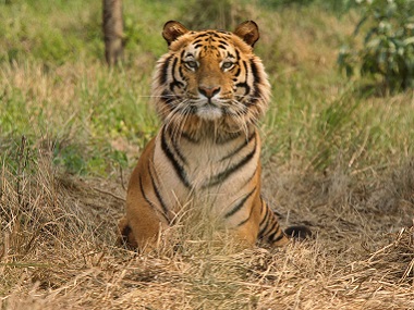 Death of Royal Bengal tiger Mahavir in Odisha reserve deals a blow to translocation of big cats; govt orders probe Death of Royal Bengal tiger Mahavir in Odisha reserve deals a blow to translocation of big cats; govt orders probe