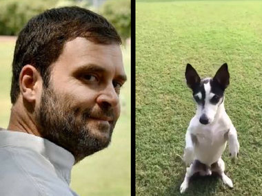 A political dogfight: My dog Pidi tweets for me, says Rahul Gandhi to those who questioned his Twitter popularity A political dogfight: My dog Pidi tweets for me, says Rahul Gandhi to those who questioned his Twitter popularity