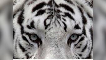 Bajirao, Mumbai's last white tiger, dies of chronic illness at Sanjay Gandhi National Park