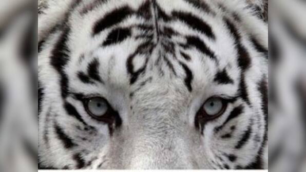 Bajirao, Mumbai's last white tiger, dies of chronic illness at Sanjay Gandhi National Park