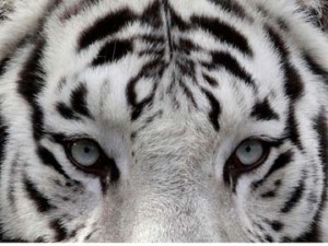 Bajirao, Mumbai's last white tiger, dies of chronic illness at Sanjay Gandhi National Park Bajirao, Mumbai's last white tiger, dies of chronic illness at Sanjay Gandhi National Park