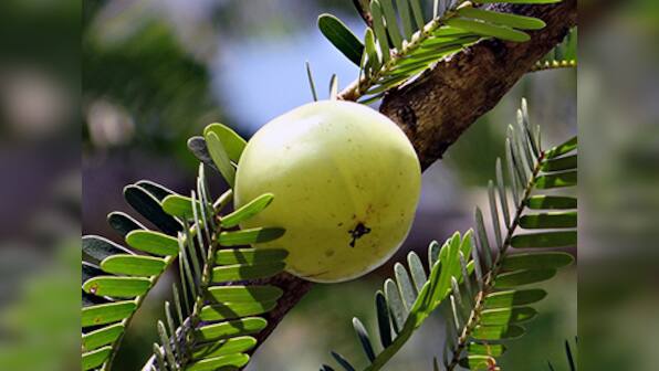 Study indicates iron and zinc deficiencies can be addressed through simple measures
