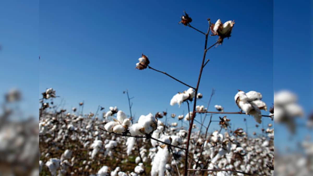 Govt reduces Bt Cotton seed prices: Industry sulks at agri ministry’s order; agbiotech companies feel the heat