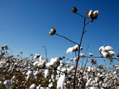 India rejects US charge of subsidising cotton beyond WTO limits; says support extended to protect poor farmers India rejects US charge of subsidising cotton beyond WTO limits; says support extended to protect poor farmers