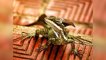 Researchers create first comprehensive atlas of vertebrate life on Earth