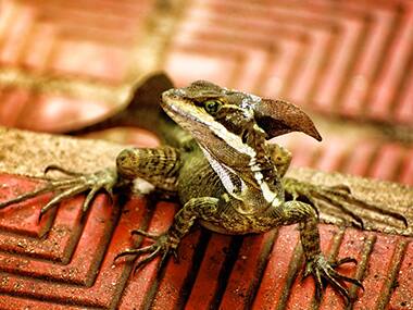 Researchers create first comprehensive atlas of vertebrate life on Earth