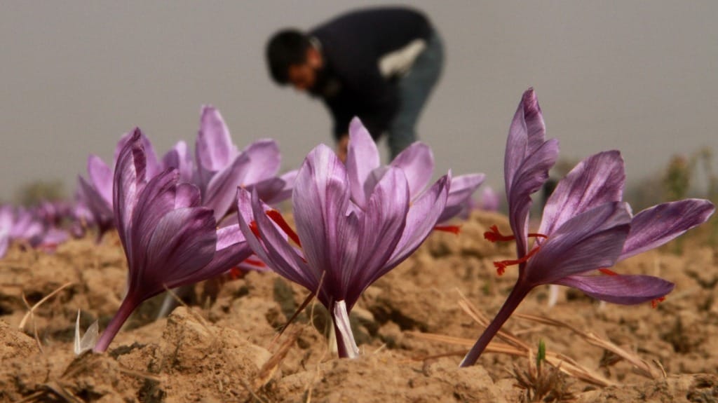 Kashmir's Saffron Harvest Sees Sharp Decline - Firstpost