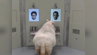 Sheepish facial recognition: Sheep can recognise Barack Obama, Emma Watson from photographs