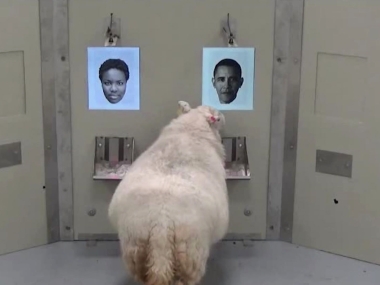 Sheepish facial recognition: Sheep can recognise Barack Obama, Emma Watson from photographs Sheepish facial recognition: Sheep can recognise Barack Obama, Emma Watson from photographs