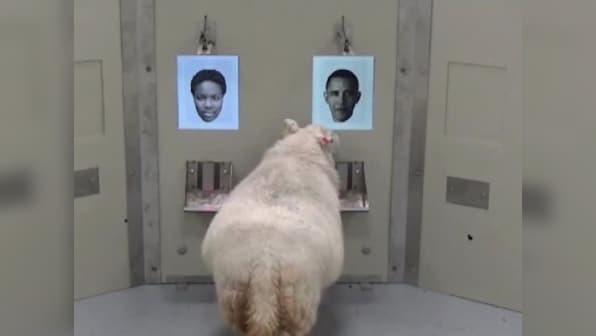 Sheepish facial recognition: Sheep can recognise Barack Obama, Emma Watson from photographs